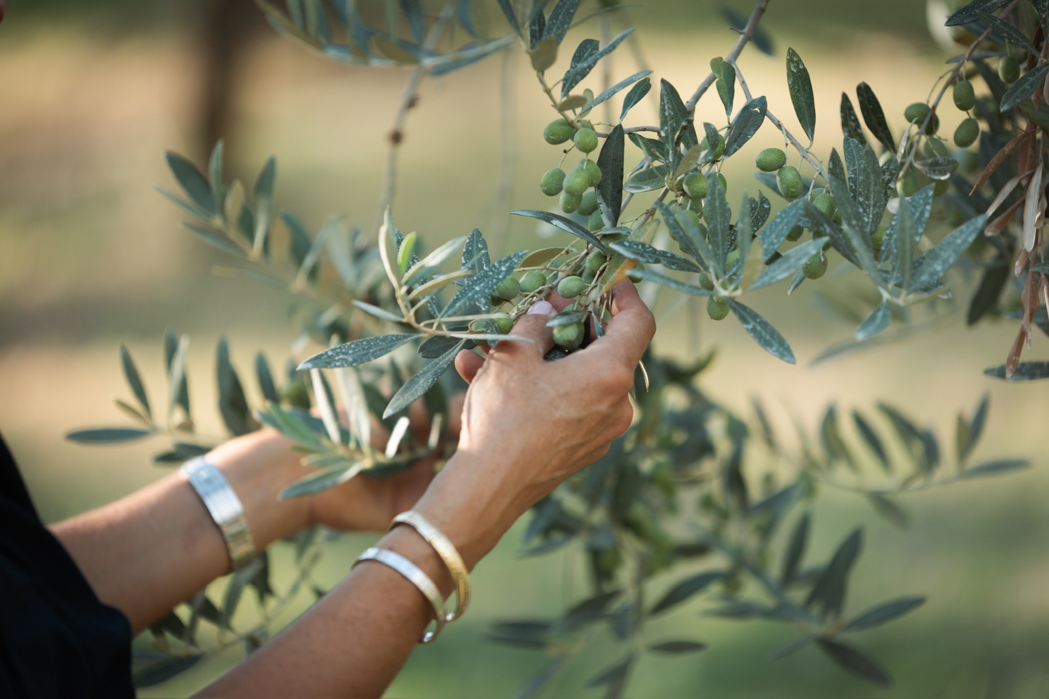Olive branches in Umbria