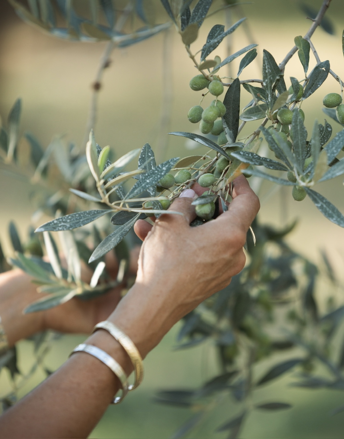 Olives on the tree in Umbria