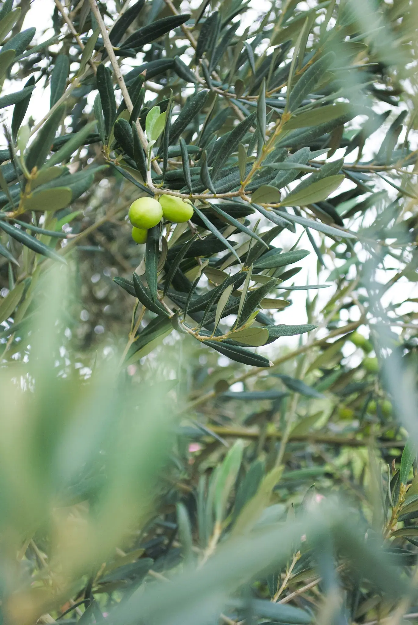 Olives growing at Casale Miva
