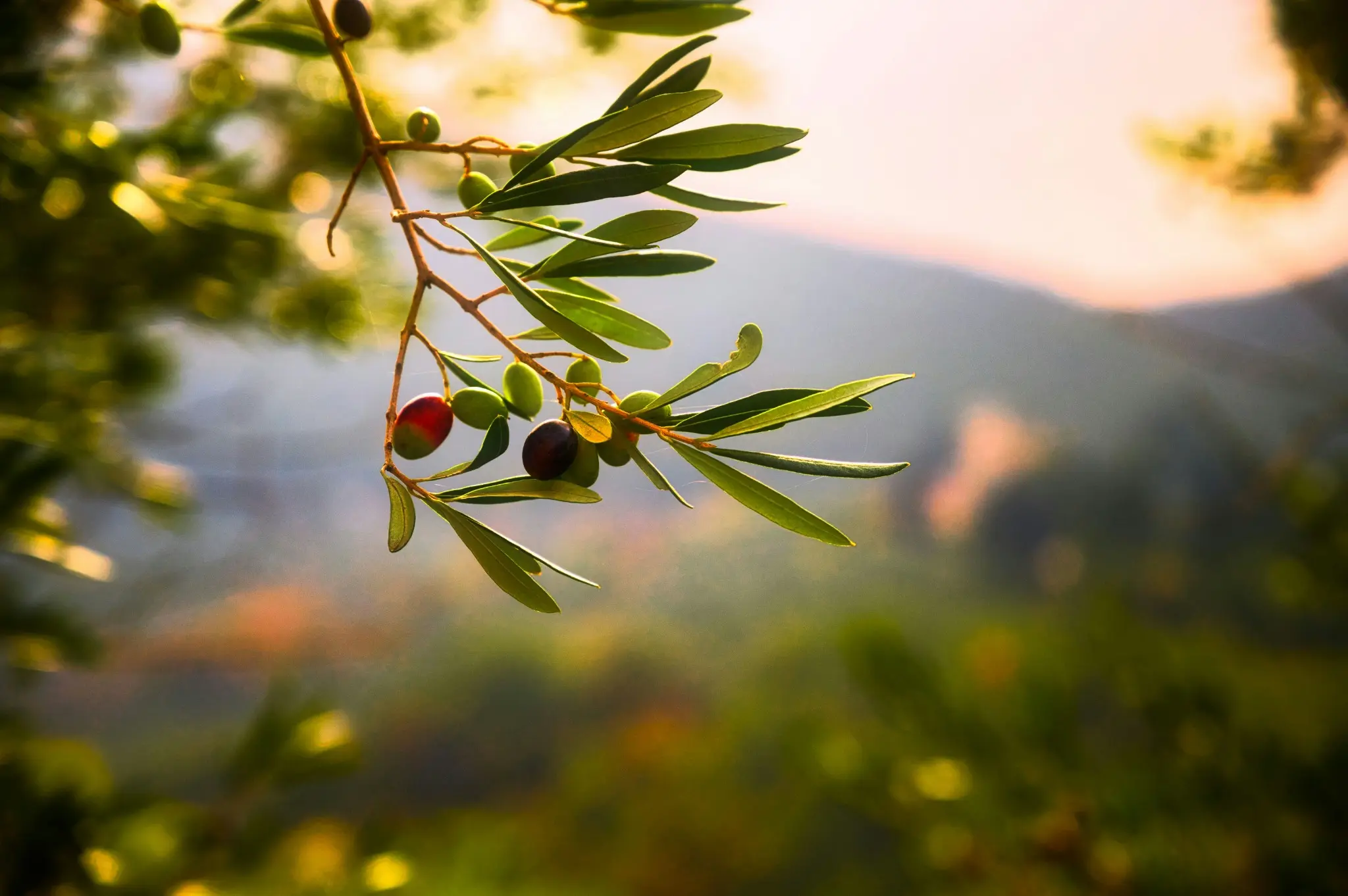 Olive branches at Casale Miva in Umbria